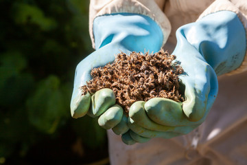 Apiculture - mortalité des abeille - Apiculteur équipé de gants bleu tenant des abeilles mortes...