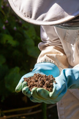 Apiculture - mortalité des abeille - Apiculteur équipé de gants bleu tenant des abeilles mortes dans ses mains