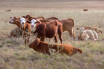 cows in a field