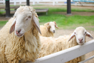 Naklejka premium A flock of sheep facing the camera.in a white fence
