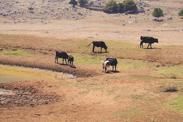 Large group of mixed breed feeder cattle at a watering pond