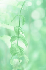 Close-up on mint leaves and flowers outdoors toned in neo mint color