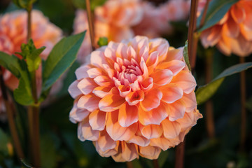 Flowers before autumn nightfall