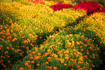 Flowers before autumn nightfall