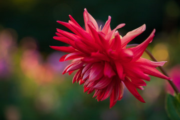 Flowers before autumn nightfall