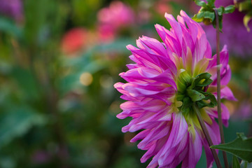 Flowers before autumn nightfall