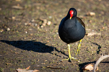 kokoszka wodna © Dariusz Grochal 