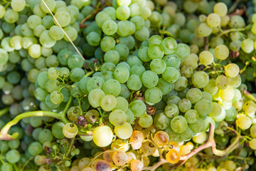 Vineyards on the field