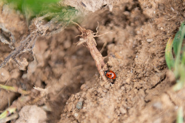 Ladybug crawling. A little ladybug is wading through the roots.