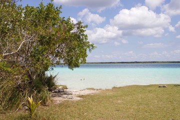 Arbol en laguna azul en caribe en verano