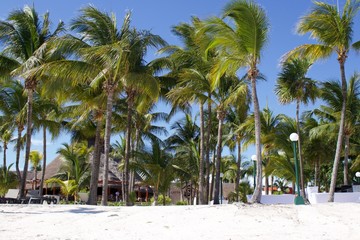 Palmeras en la playa en verano en Caribe