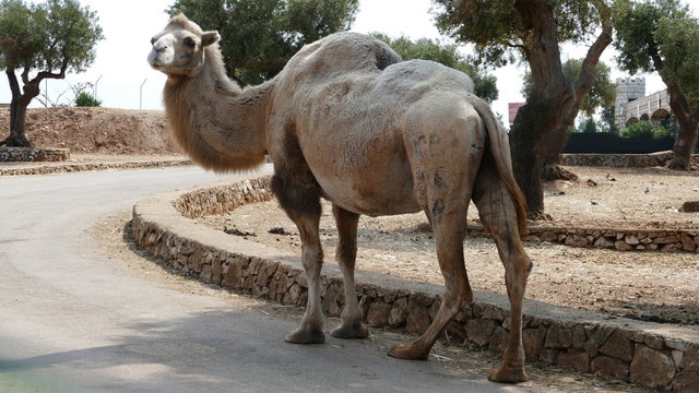 Cammello ritratto sulla strada