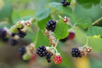 Black berry vine