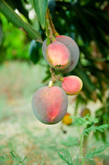 Mango plantation in Israel , Mango fruit on  tree, mango harvest season 