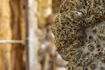 Burl wood