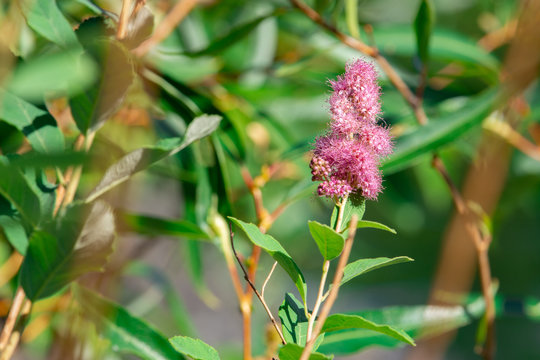 Pink Fuzzy Flower