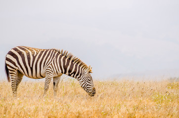 Zebra grazing in California off Highway 1 on a hazy morning.
