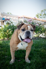 Obraz premium Smiling bulldog standing on a patch of grass in front of flowering bushes.