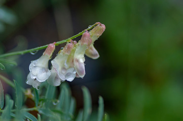 White bean flowers Vicia in Altai mountains, Altai Republic, Siberia, Russia.