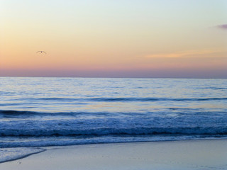 Seagull over peaceful beach at sunset