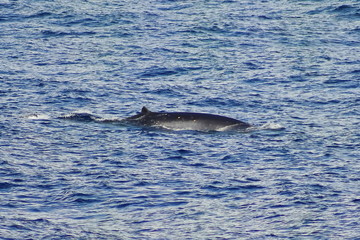 Fototapeta premium Humpback whale Megaptera novaeangliae diving in the ocean. Baleen or whalebone whale in natural habitat.