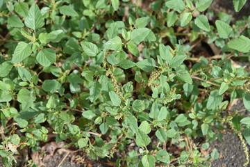Slender amaranth (Green amaranth) / Slender amaranth (Amaranthus viridis) is a weed that grows on the roadside and leaves are edible. 
