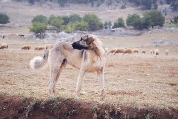 Anatolian sheepdog kangal posing against green natural background