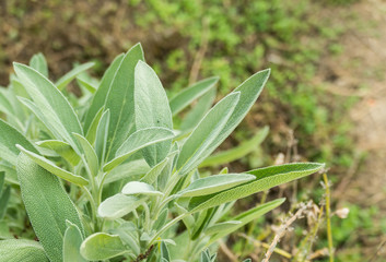 sage leaves outdoors salvia officinalis