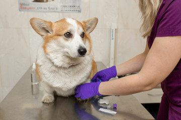 Professional veterinarian vaccines corgi breed dog in veterinary clinic.