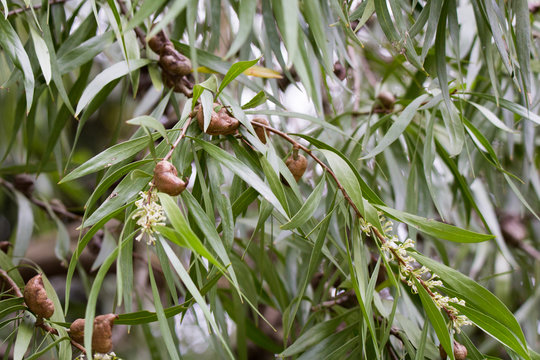 The Australian Tree Hakea, or Hakea Eriantha, in flower and carrying large brown seed pods in spring in the Christchurch Botanical Gardens, New Zealand