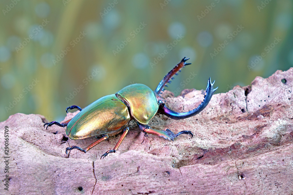Wall mural Beetle : Sawtooth beetles (Lamprima adolphinae) or Stag beetles, one of world's most beautiful stag beetle. Selective focus, blurred background with copy space. - Wall murals