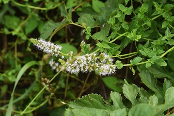 Japanese peppermint blooms white flowers from summer to autumn and gives off a refreshing aroma, which is used for fragrances and medicines.