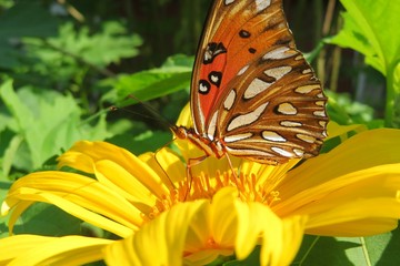 Beautiful Gulf fritillary butterfly on yellow flower in Florida nature, closeup