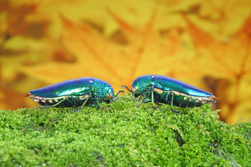 Beetle. Jewel beetles or metallic wood-boring beetles : One of the World's most beautiful insects with their iridescent colors and brilliant metallic colors from forest of Thailand.Copy space