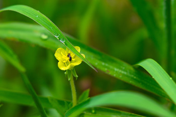 小さな花と水滴とDSC2515
