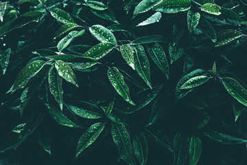 background with leaves, natural green pattern texture