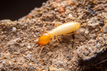 The termite on the ground is searching for food to feed the larvae in the cavity.