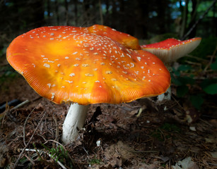 Poisonous mushroom. Amanita muscaria, commonly known as the fly agaric or fly amanita. Big orange, yellow cap with white spots in deep forest.  