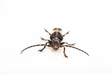 beetle isolate on white background.( Coleoptera )