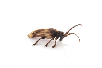 beetle isolate on white background.( Coleoptera )