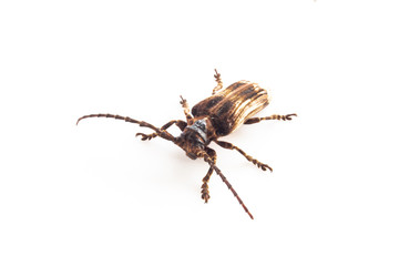 beetle isolate on white background.( Coleoptera )