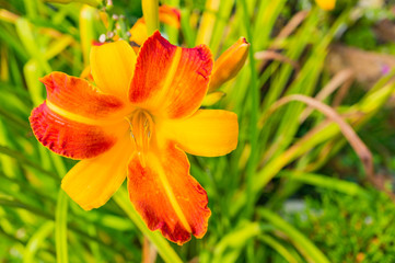 Bright yellow-red lily flowers and against the backdrop of greenery in the garden. Macro. Selected focus, shallow depth of field.