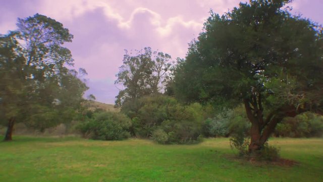 Windy hill and forest