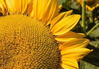 amazing sunflowers with fully bloom and blue sky background