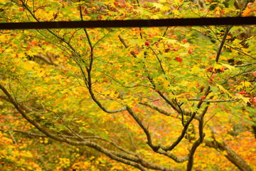 紅葉