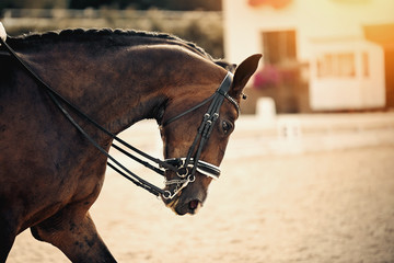 Equestrian sport. Dressage of horses in the arena.