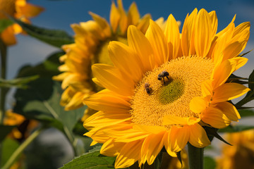 amazing sunflowers with fully bloom and blue sky background