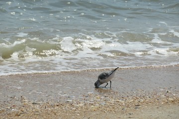 Sandpiper bird on ocean background in Atlantic coast of North Florida