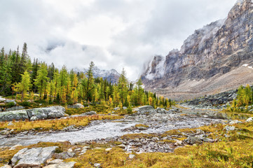 Golden Larches along Opabin Trail at Lake O'Hara in the Canadian Rockies