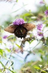 butterfly on flower